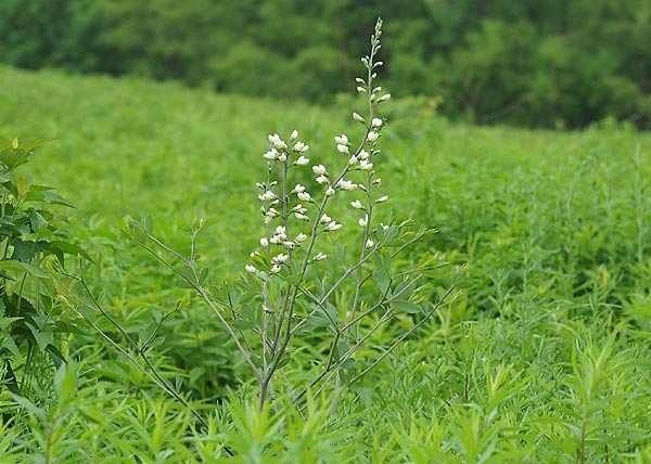 White Wild Indigo