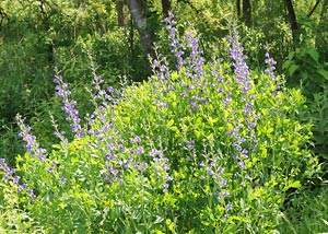 Blue Wild Indigo