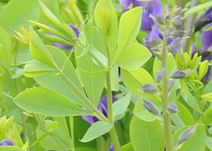 Blue Wild Indigo