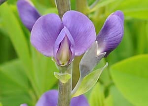 Blue Wild Indigo