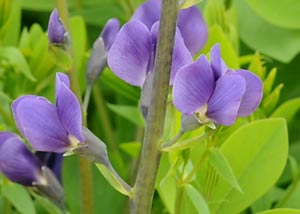 Blue Wild Indigo