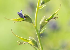 Blue Wild Indigo