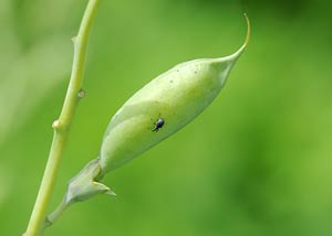 Blue Wild Indigo