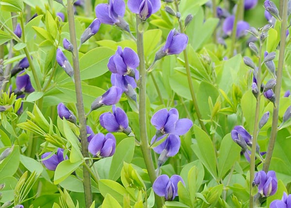 Blue Wild Indigo