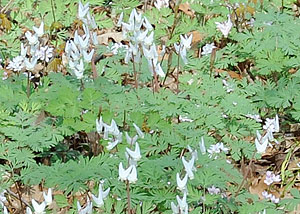 Dutchman's breeches