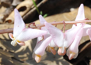 Dutchman's breeches