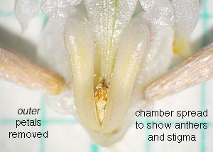 Dutchman's breeches