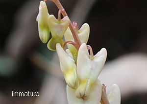 Dutchman's breeches