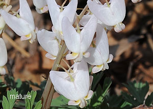 Dutchman's breeches