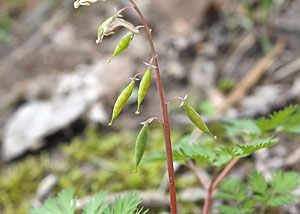 Dutchman's breeches