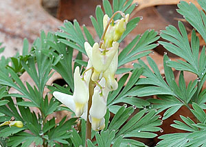 Dutchman's breeches