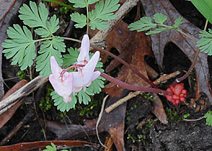 Dutchman's breeches