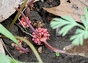 Dutchman's breeches