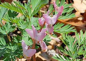 Dutchman's breeches