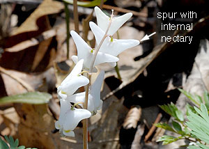 Dutchman's breeches