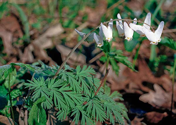 Dutchman's breeches