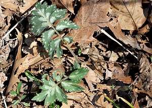 Eastern waterleaf