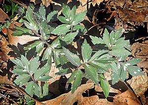 Eastern waterleaf