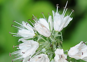 Eastern waterleaf