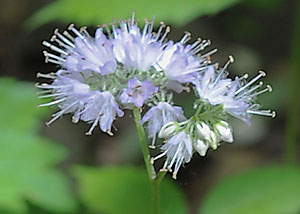 Eastern waterleaf