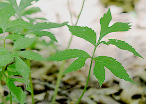 Eastern waterleaf