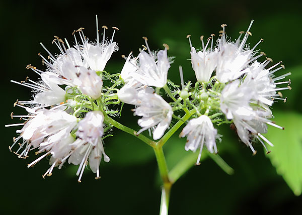 Eastern waterleaf