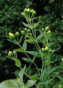 great St. Johnswort-1