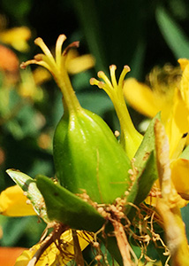 great St. Johnswort-10