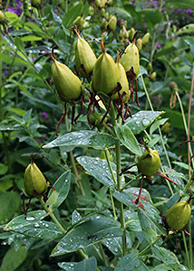 great St. Johnswort-11