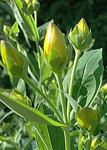 great St. Johnswort-2