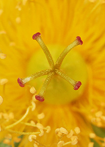 great St. Johnswort-9