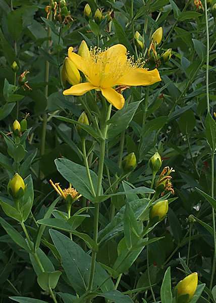 great St. Johnswort