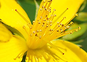 St. John's-Wort