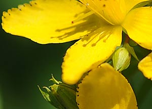 St. John's-Wort