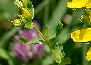 St. John's-Wort