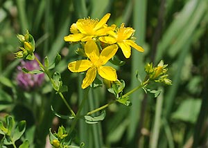 St. John's-Wort