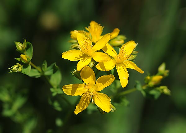 St. John's-Wort