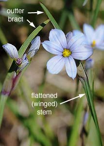 Blue-eyed grass-1