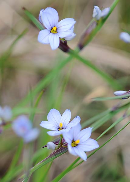 Blue-eyed grass-2