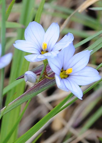 Blue-eyed grass-3