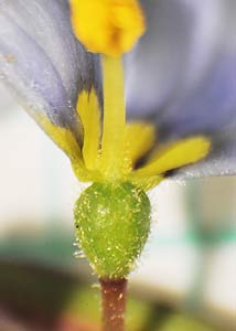 Blue-eyed grass-1