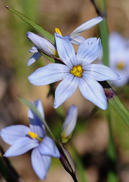 Blue-eyed grass