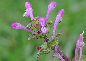 henbit 