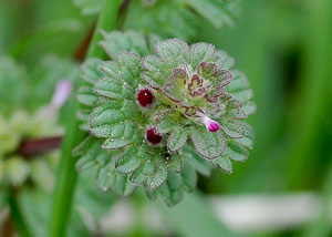 henbit 