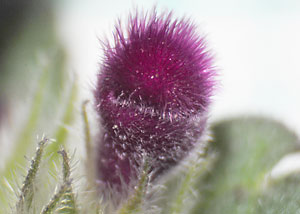 henbit 