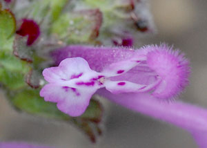 henbit 