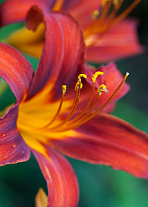 Daylily-1