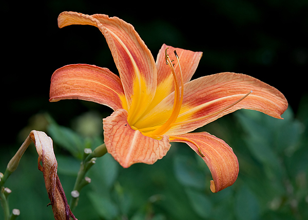 Orange Daylily