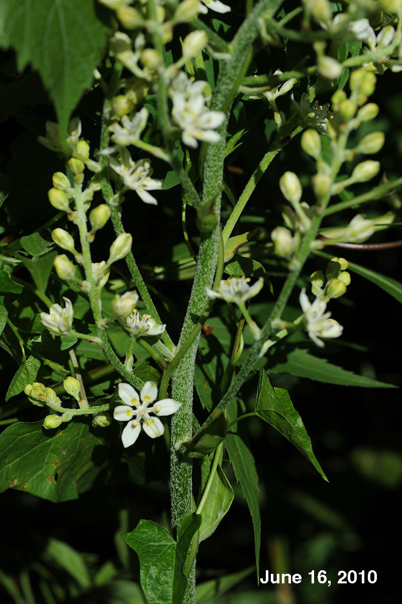 Virginia bunch-flower