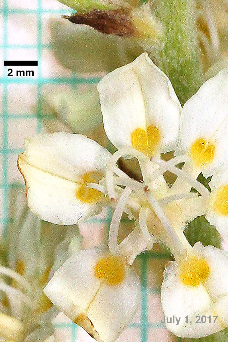 Virginia bunch-flower
